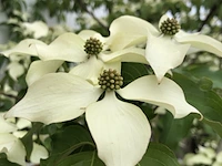 Japanse kornoelje cornus kousa chinensis, meerstammig, witte bloei, ca. 450 cm hoog - afbeelding 2 van  2