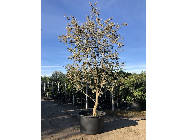 Japanse kornoelje cornus kousa chinensis, solitair, witte bloei, ca. 4 m hoog - afbeelding 1 van  2