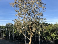 Japanse kornoelje cornus kousa chinensis, solitair, witte bloei, ca. 4 m hoog - afbeelding 1 van  2