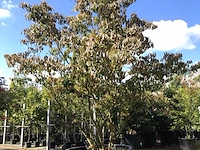 Japanse kornoelje cornus 'satomi', meerstammig, witroze bloei, ca. 250 cm - afbeelding 1 van  2