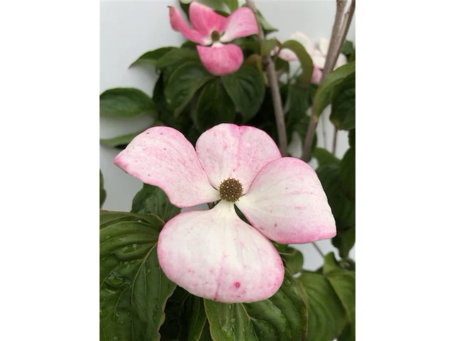 Japanse kornoelje cornus 'satomi', meerstammig, witroze bloei, ca. 250 cm - afbeelding 2 van  2