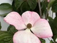 Japanse kornoelje cornus 'satomi', meerstammig, witroze bloei, ca. 250 cm - afbeelding 2 van  2