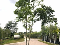 Japanse magnolia magnolia kobus, meerstammig, witte bloei, ca. 5 m hoog - afbeelding 1 van  2