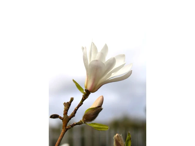 Japanse magnolia magnolia kobus, meerstammig, witte bloei, ca. 5 m hoog - afbeelding 2 van  2
