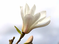 Japanse magnolia magnolia kobus, solitair, witte bloei, ca. 6 m hoog (oude stamschade) - afbeelding 3 van  3