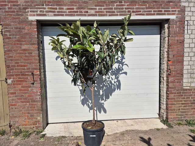 Japanse mispel - vrucht- / fruitboom - eriobotrya japonica - hoogte ca. 200 cm - afbeelding 1 van  4