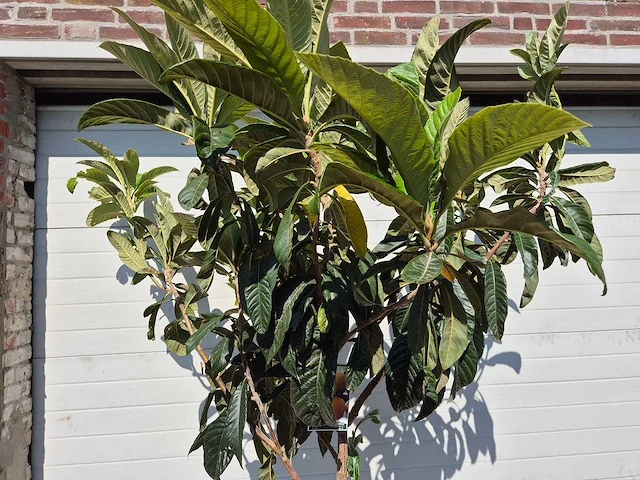 Japanse mispel - vrucht- / fruitboom - eriobotrya japonica - hoogte ca. 200 cm - afbeelding 2 van  4