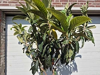 Japanse mispel - vrucht- / fruitboom - eriobotrya japonica - hoogte ca. 200 cm - afbeelding 2 van  4