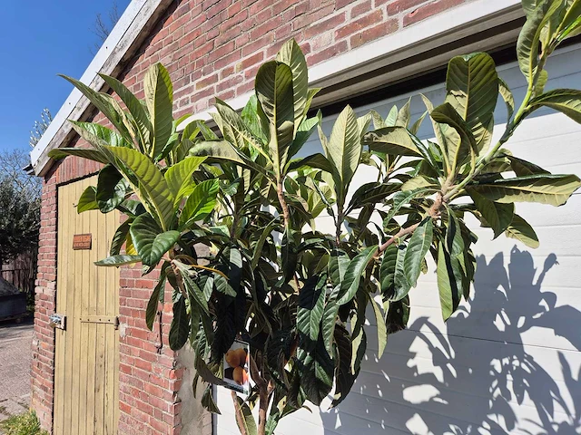 Japanse mispel - vrucht- / fruitboom - eriobotrya japonica - hoogte ca. 200 cm - afbeelding 3 van  4