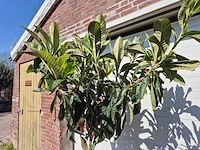 Japanse mispel - vrucht- / fruitboom - eriobotrya japonica - hoogte ca. 200 cm - afbeelding 3 van  4