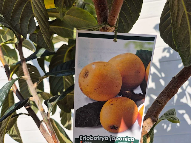 Japanse mispel - vrucht- / fruitboom - eriobotrya japonica - hoogte ca. 200 cm - afbeelding 4 van  4