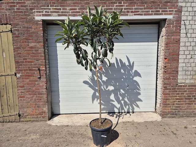 Japanse mispel - vrucht- / fruitboom - eriobotrya japonica - hoogte ca. 220 cm - afbeelding 1 van  3