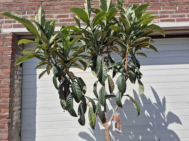 Japanse mispel - vrucht- / fruitboom - eriobotrya japonica - hoogte ca. 220 cm - afbeelding 2 van  3