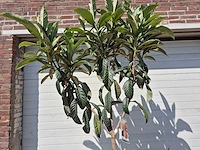 Japanse mispel - vrucht- / fruitboom - eriobotrya japonica - hoogte ca. 220 cm - afbeelding 2 van  3
