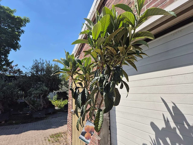 Japanse mispel - vrucht- / fruitboom - eriobotrya japonica - hoogte ca. 220 cm - afbeelding 3 van  3