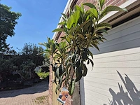 Japanse mispel - vrucht- / fruitboom - eriobotrya japonica - hoogte ca. 220 cm - afbeelding 3 van  3