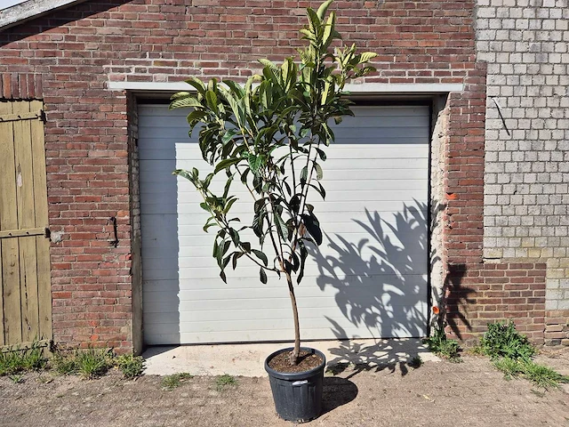 Japanse mispel - vrucht- / fruitboom - eriobotrya japonica - hoogte ca. 230 cm - afbeelding 1 van  3