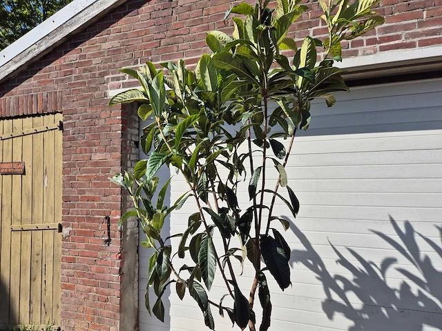 Japanse mispel - vrucht- / fruitboom - eriobotrya japonica - hoogte ca. 230 cm - afbeelding 2 van  3