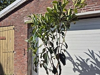 Japanse mispel - vrucht- / fruitboom - eriobotrya japonica - hoogte ca. 230 cm - afbeelding 2 van  3