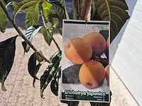 Japanse mispel - vrucht- / fruitboom - eriobotrya japonica - hoogte ca. 230 cm - afbeelding 3 van  3