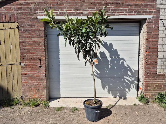 Japanse mispel - vrucht- / fruitboom - eriobotrya japonica - hoogte ca. 230 cm - afbeelding 1 van  3