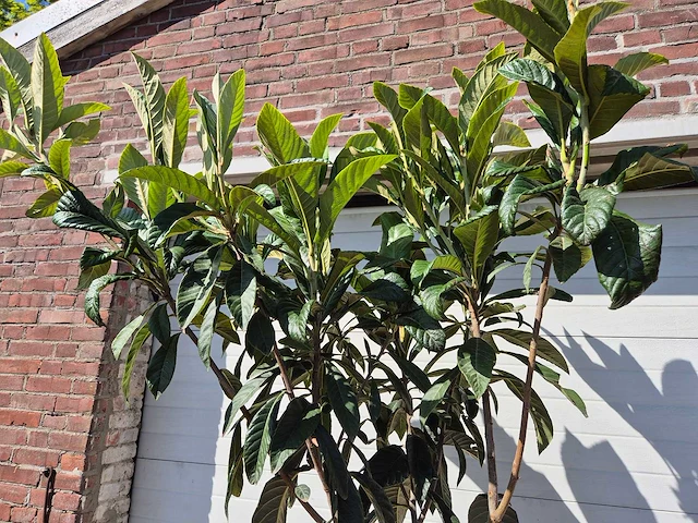 Japanse mispel - vrucht- / fruitboom - eriobotrya japonica - hoogte ca. 230 cm - afbeelding 2 van  3