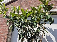 Japanse mispel - vrucht- / fruitboom - eriobotrya japonica - hoogte ca. 230 cm - afbeelding 2 van  3