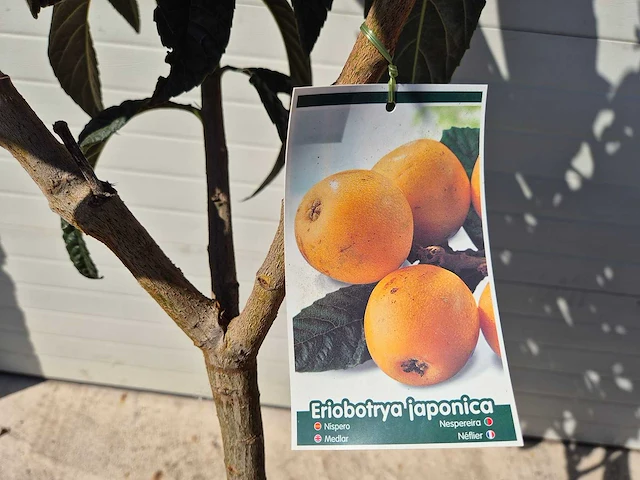 Japanse mispel - vrucht- / fruitboom - eriobotrya japonica - hoogte ca. 230 cm - afbeelding 3 van  3