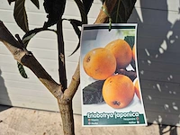 Japanse mispel - vrucht- / fruitboom - eriobotrya japonica - hoogte ca. 230 cm - afbeelding 3 van  3