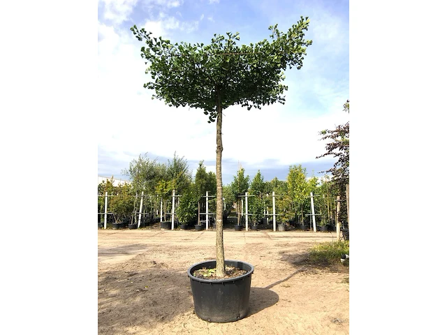 Japanse notenboom ginkgo biloba, dakboom, gele herfstkleur, ca. 250 cm stamhoogte - afbeelding 1 van  2