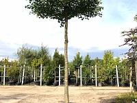 Japanse notenboom ginkgo biloba, dakboom, gele herfstkleur, ca. 250 cm stamhoogte - afbeelding 1 van  2