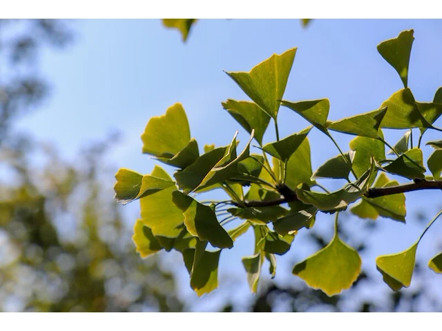 Japanse notenboom ginkgo biloba, dakboom, gele herfstkleur, ca. 250 cm stamhoogte - afbeelding 2 van  2
