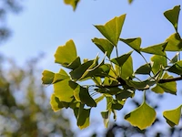 Japanse notenboom ginkgo biloba, dakboom, gele herfstkleur, ca. 250 cm stamhoogte - afbeelding 2 van  2