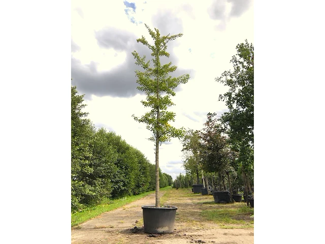 Japanse notenboom ginkgo biloba, gele herfstkleur, ca. 6 m hoog - afbeelding 1 van  2