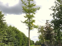 Japanse notenboom ginkgo biloba, gele herfstkleur, ca. 6 m hoog - afbeelding 1 van  2