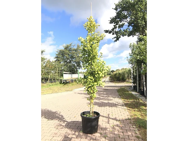 Japanse notenboom ginkgo 'fastigiata blagon', zuilvorm, gele herfstkleur, ca. 250 cm hoog - afbeelding 1 van  1