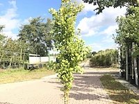 Japanse notenboom ginkgo 'fastigiata blagon', zuilvorm, gele herfstkleur, ca. 250 cm hoog - afbeelding 1 van  1