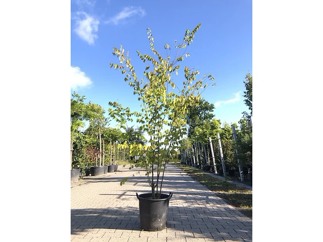 Japanse schijniep zelkova serrata, meerstammig, ca. 250 cm hoog - afbeelding 1 van  1