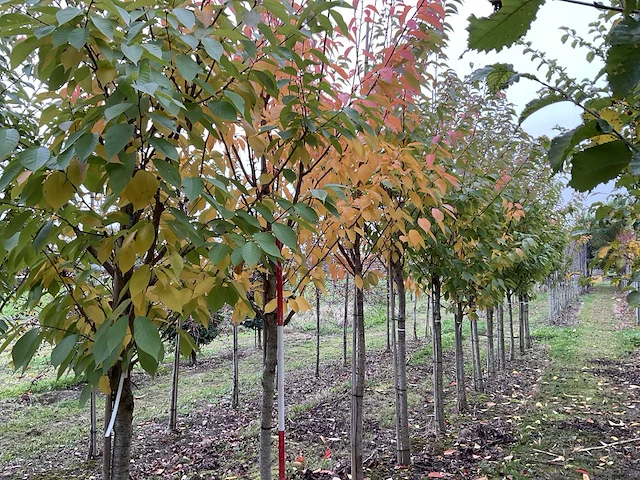 Japanse sierkers - prunus ser. 'kanzan' (3x) - afbeelding 1 van  4