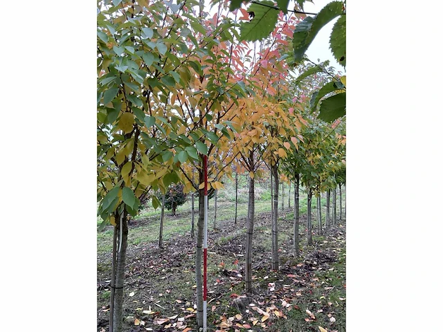 Japanse sierkers - prunus ser. 'kanzan' (3x) - afbeelding 2 van  4