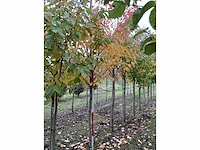 Japanse sierkers - prunus ser. 'kanzan' (3x) - afbeelding 2 van  4