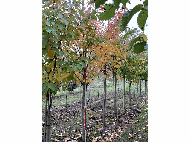 Japanse sierkers - prunus ser. 'kanzan' (3x) - afbeelding 3 van  4