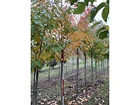 Japanse sierkers - prunus ser. 'kanzan' (3x) - afbeelding 4 van  4