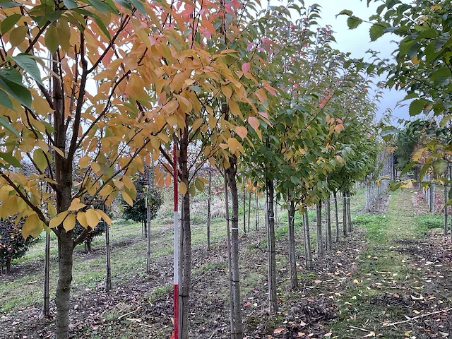 Japanse sierkers - prunus ser. 'kanzan' - afbeelding 1 van  4
