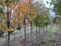 Japanse sierkers - prunus ser. 'kanzan' - afbeelding 1 van  4