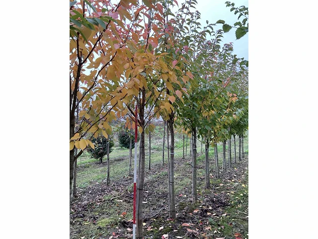 Japanse sierkers - prunus ser. 'kanzan' - afbeelding 2 van  4