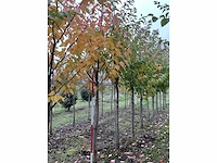 Japanse sierkers - prunus ser. 'kanzan' - afbeelding 2 van  4