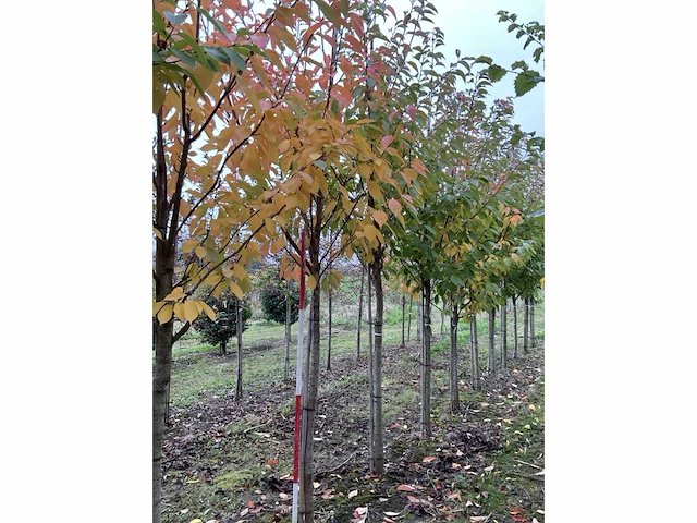 Japanse sierkers - prunus ser. 'kanzan' - afbeelding 3 van  4