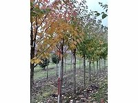 Japanse sierkers - prunus ser. 'kanzan' - afbeelding 3 van  4