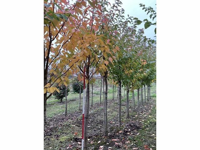 Japanse sierkers - prunus ser. 'kanzan' - afbeelding 4 van  4